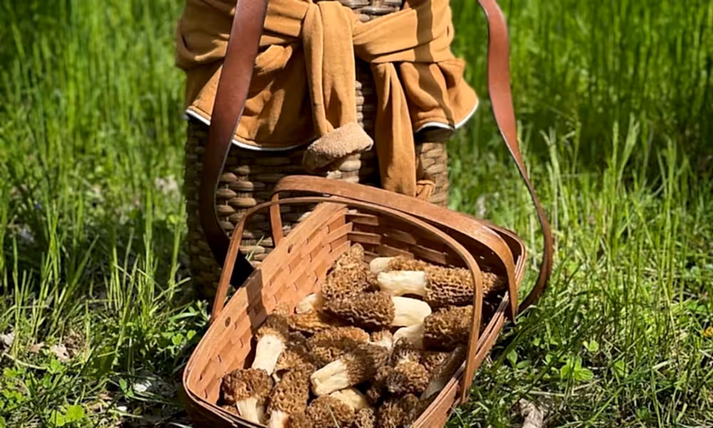 Morel Mushroom