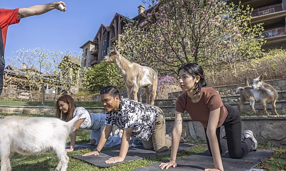 Goat Yoga at a resort close to NYC